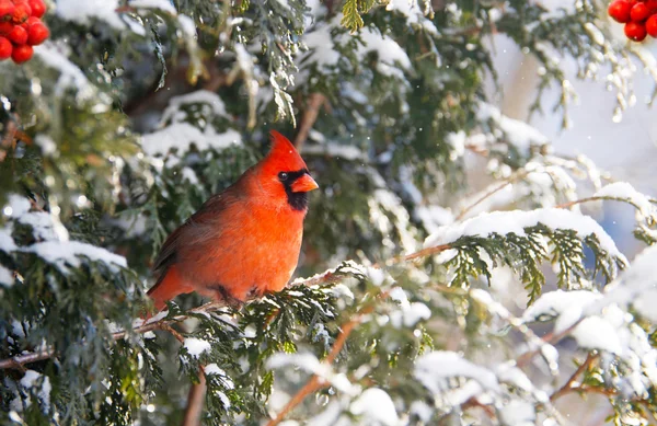 Manliga norra kardinal i snön. Stockbild
