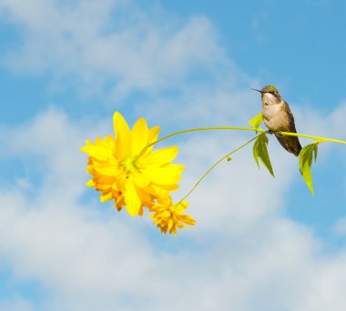 Little hummingbird perche on a flower. clipart