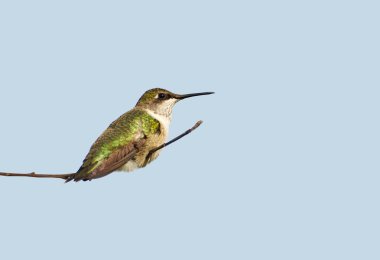 Little male hummingbird perched. clipart