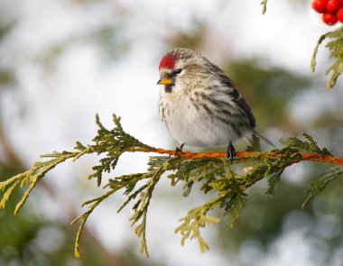 Pretty female common redpoll in winter. clipart