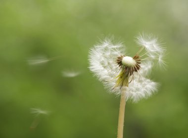 Kara hindiba tohumu güneş serbest.