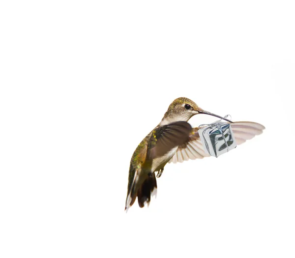 Humminbird z prezentem. — Zdjęcie stockowe