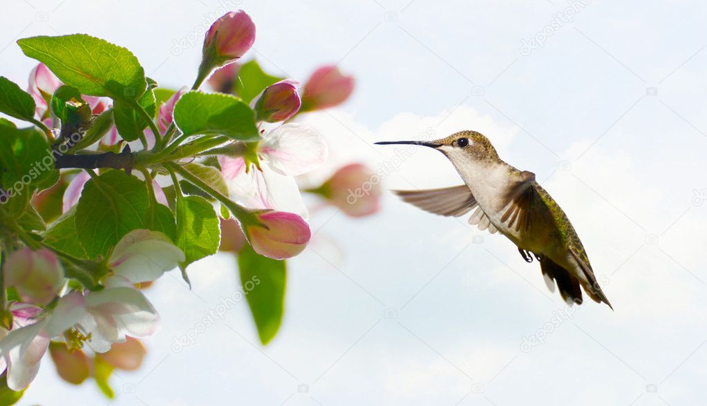Hummingbird at spring blossoms,