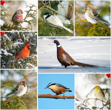Winter birds collage. clipart