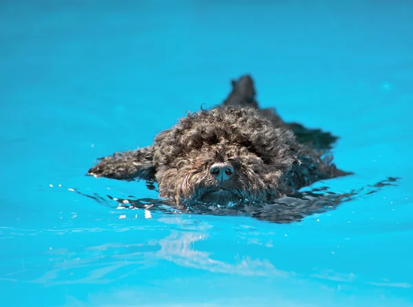 Bedårande miniatyr poodle simning. — Stockfoto