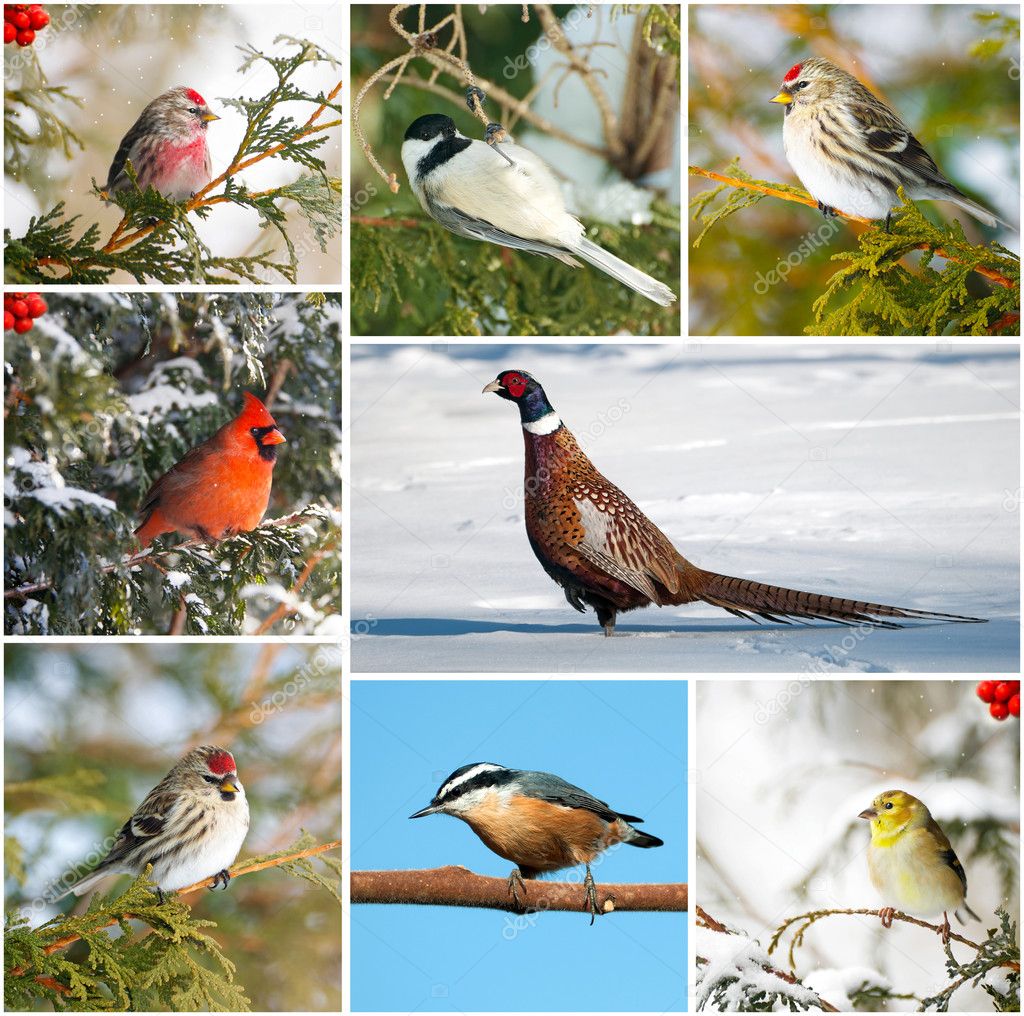 Winter birds collage.