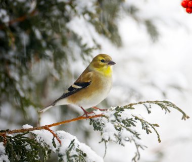 American goldfinch in a snowstorm. clipart