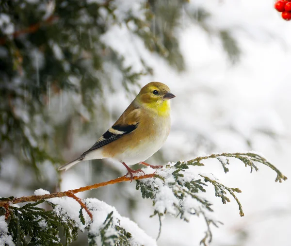 American goldfinch in a snowstorm. — Stock Photo, Image