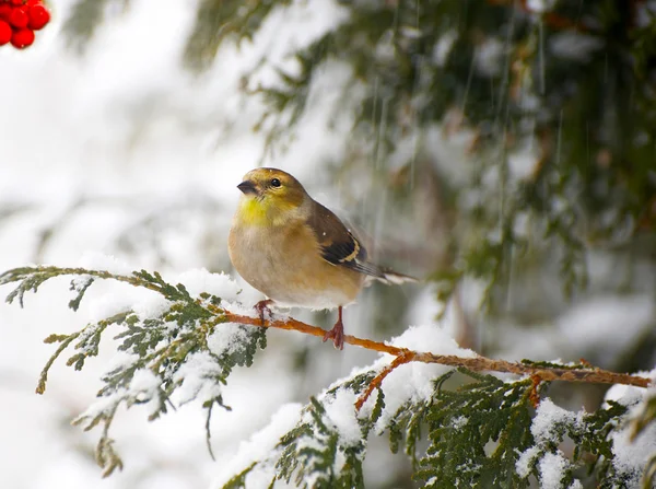 American goldfinch in a snowstorm. — Stock Photo, Image