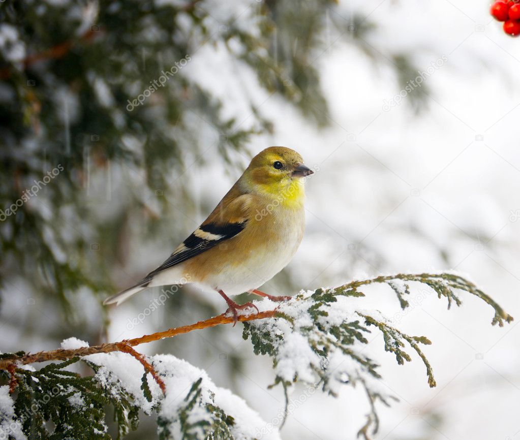 American goldfinch in a snowstorm.