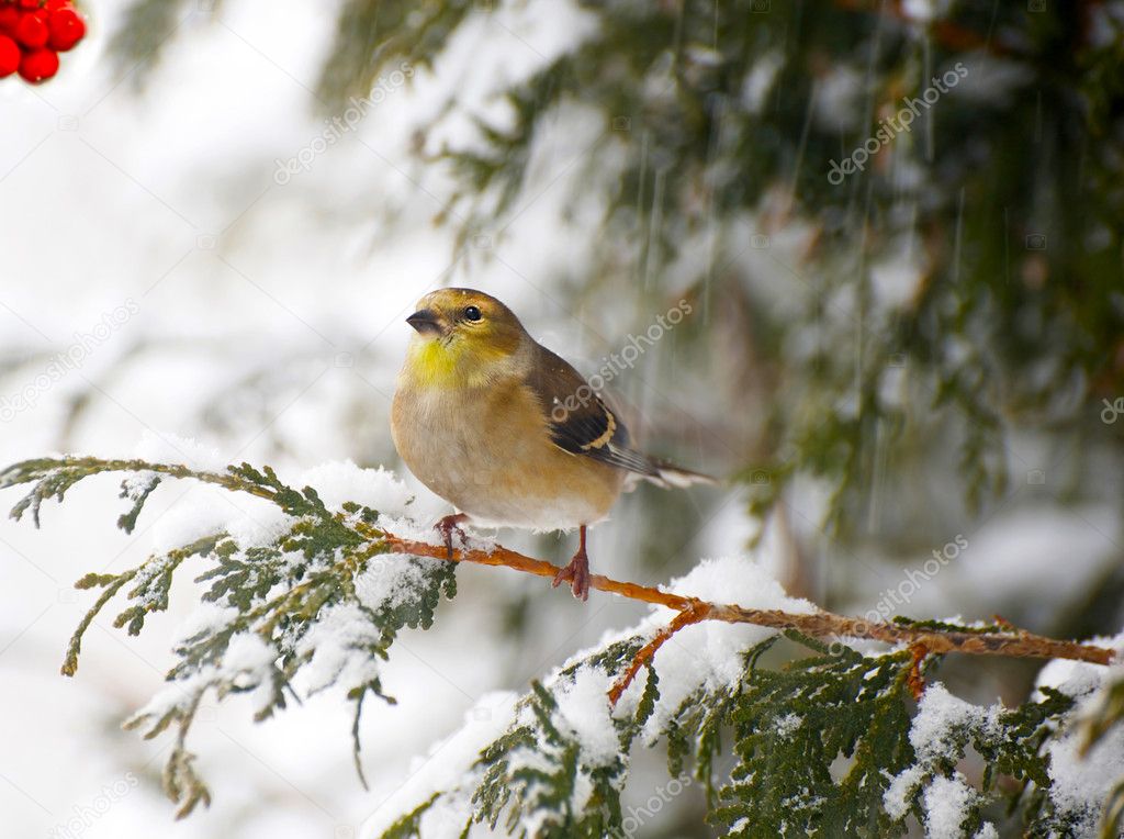 American goldfinch in a snowstorm.