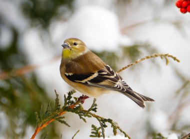 American gold finch in winter. clipart