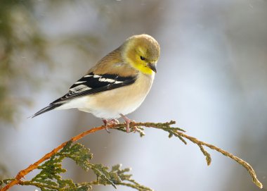 American gold finch in winter. clipart