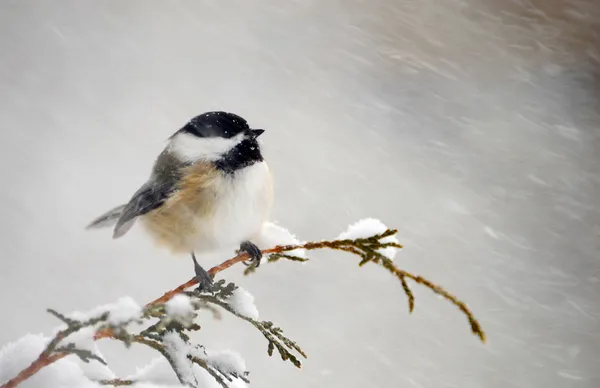 Chickadee i en snöstorm. — Stockfoto