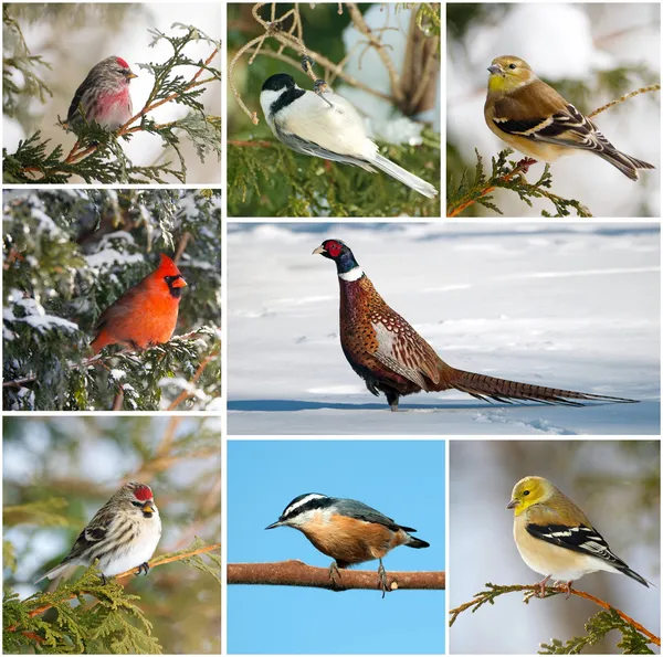 Collage aves de invierno . —  Fotos de Stock