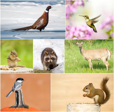 Wildlife collage. clipart