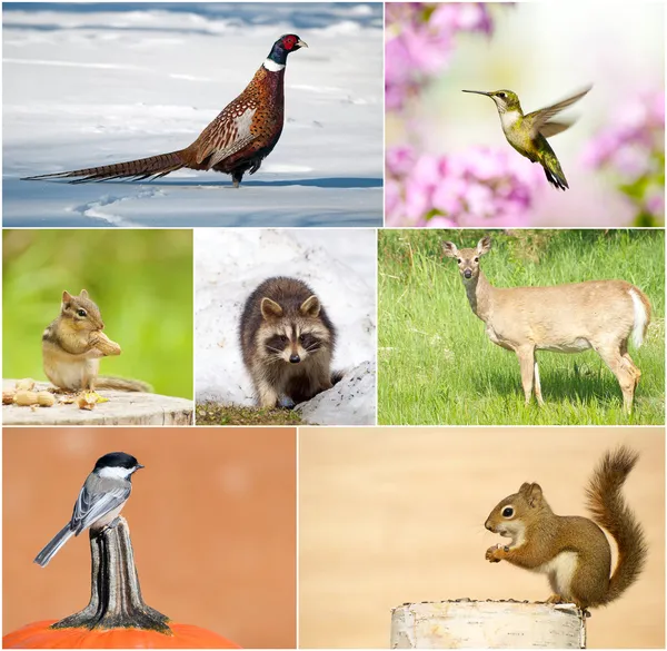 Collage fauna selvatica . — Foto Stock