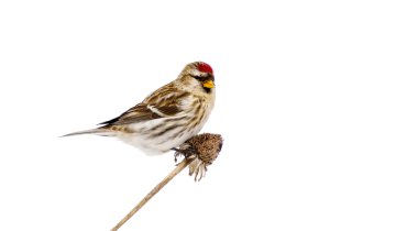 kadın ortak redpoll tünemiş, yalıtılmış.