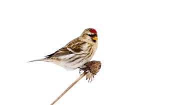 Female common redpoll perched, isolated. clipart