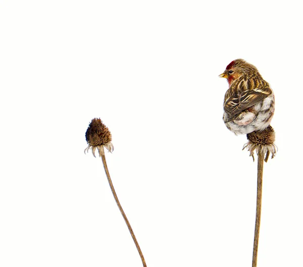 Male common redpoll perched, isolated on white. — Stock Photo, Image