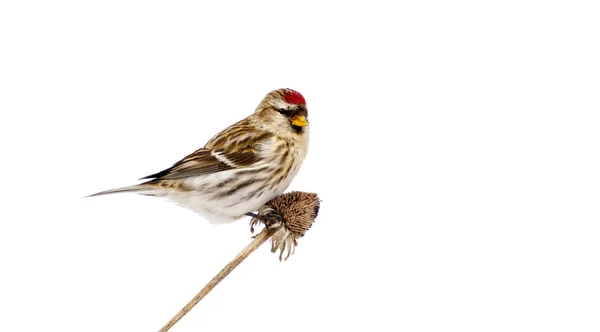 Female common redpoll perched, isolated. — Stock Photo, Image