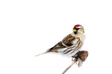 Female common redpoll perched, isolated. clipart