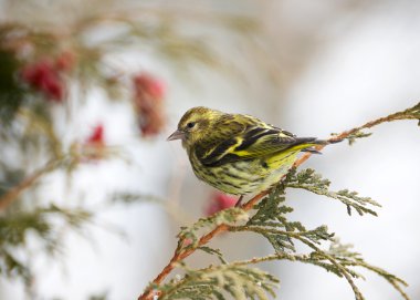 Pine siskin perched in winter. clipart