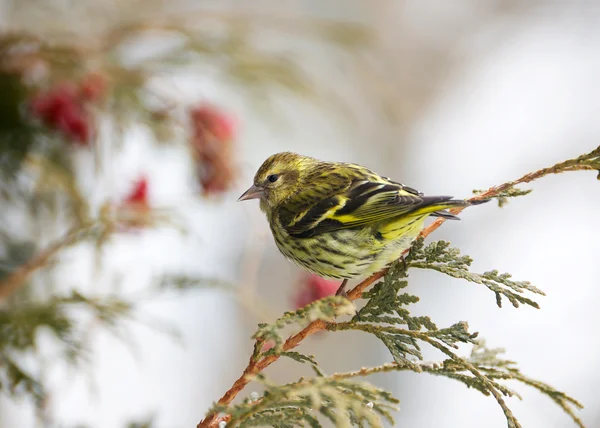 Pine siskin perched in winter. — Stock Photo, Image
