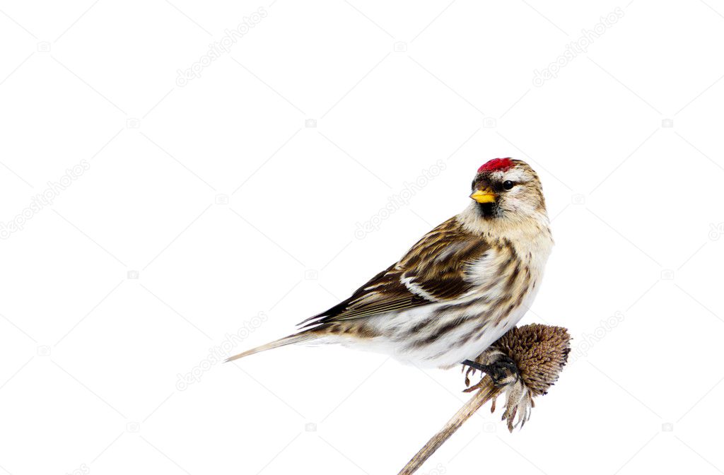 Female common redpoll perched, isolated.