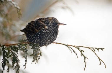 European Starling in winter. clipart