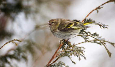 Pine siskin in winter. clipart