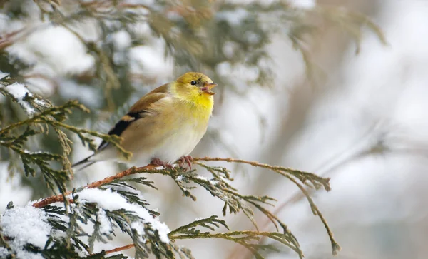 American goldfinch singing in winter. — Stock Photo, Image