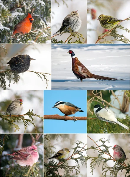 Winter birds collection. — Stock Photo, Image