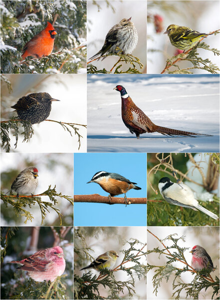 Winter birds collection.