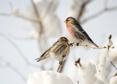 Male and female common redpoll imn winter. clipart