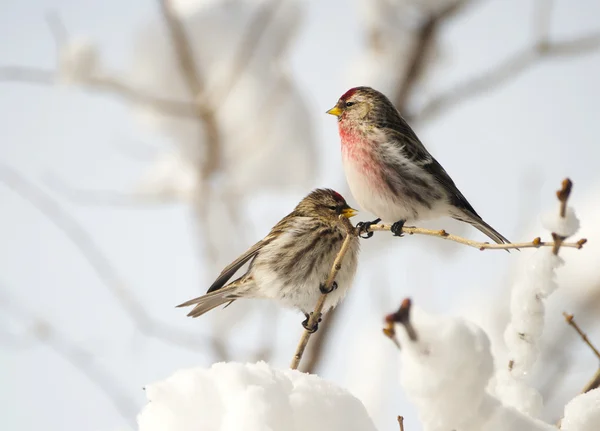 Maschio e femmina comune redpoll imn inverno . — Foto Stock