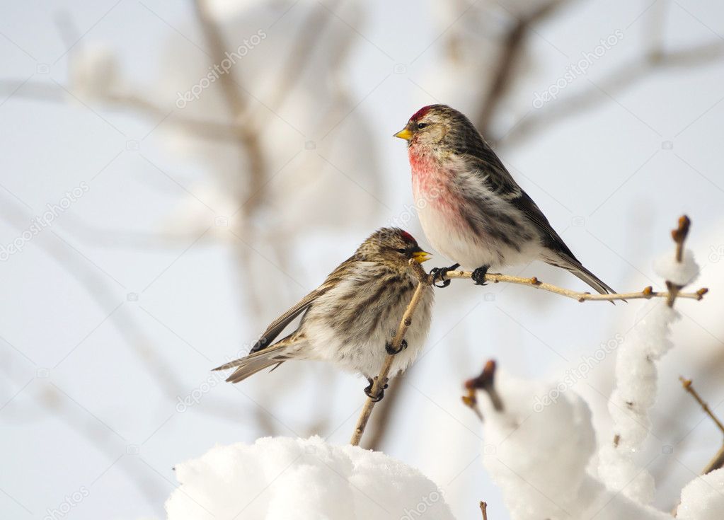 Male and female common redpoll imn winter.