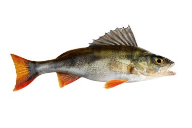 Perch, whole fish, isolated on white