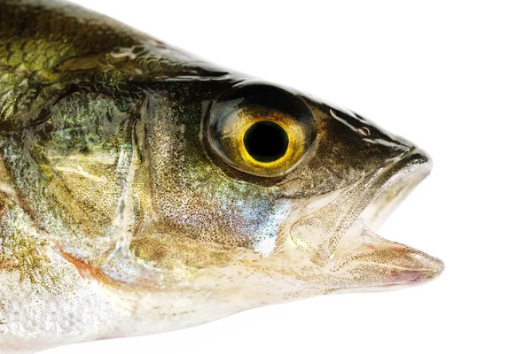 Barsch, Makro von Fischen isoliert auf weiß — Stockfoto