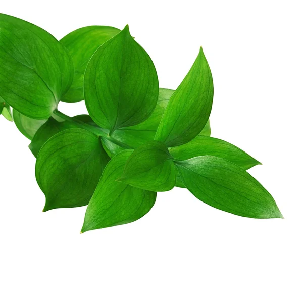 Зелене листя Стокова Картинка