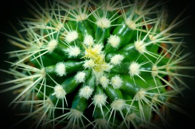 Cactus clipart