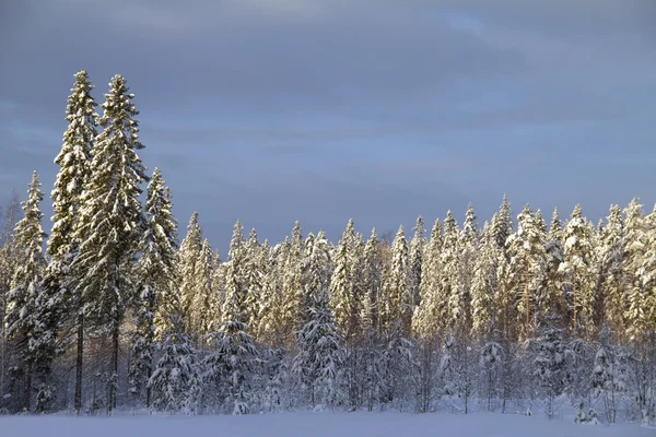 Inverno — Fotografia de Stock