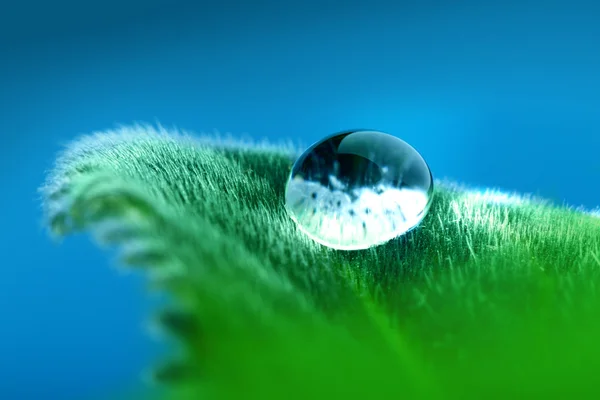Drop on the leaf — Stock Photo, Image