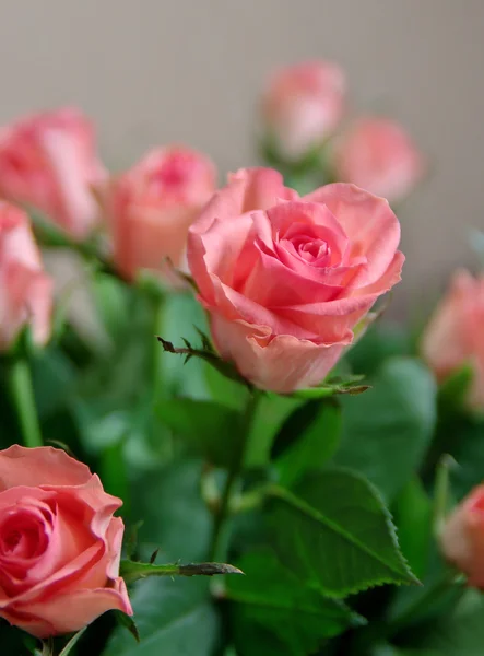 粉红色玫瑰花束 图库图片