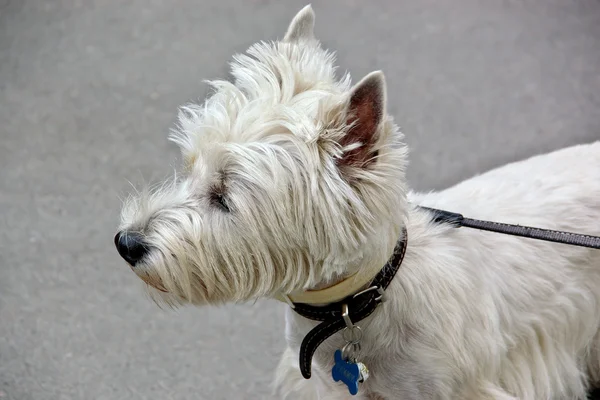 stock image Dog Breed West Highland White Terrier