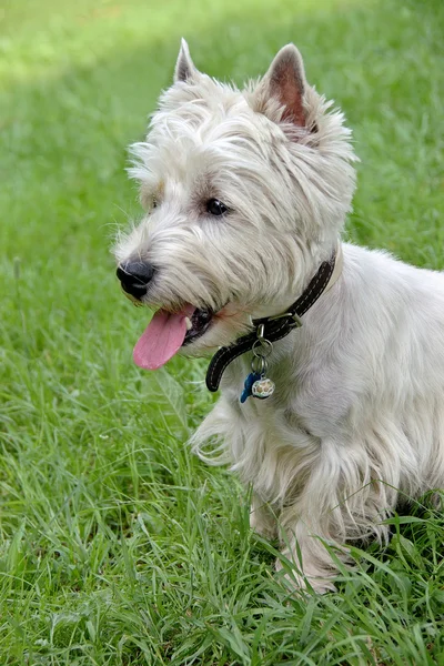 stock image Dog Breed West Highland White Terrier