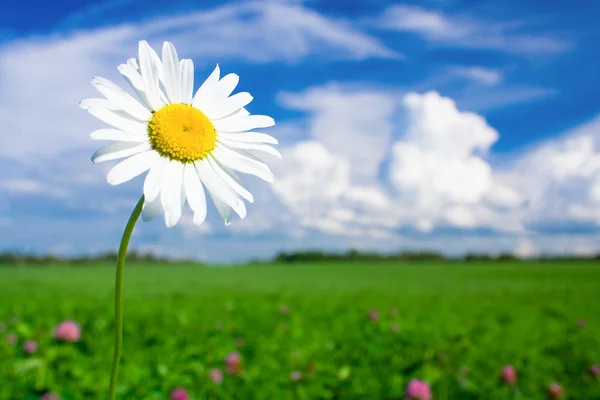 En daisy på en äng — Stockfoto