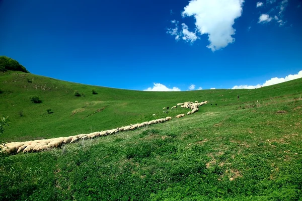 Stádo ovcí na slunečný den — Stock fotografie