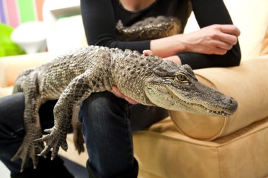 Woman holding a crocodile clipart