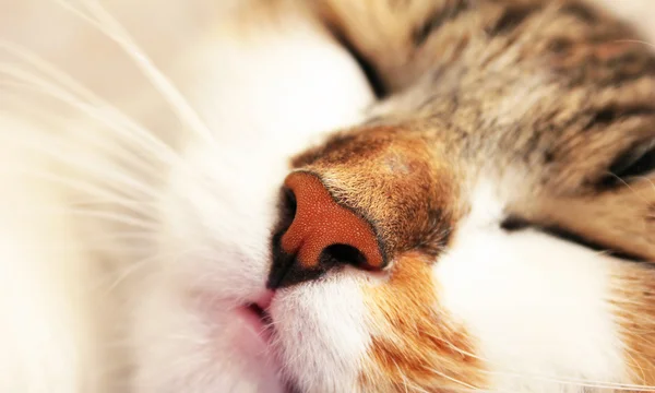 Kedi burun — Stok fotoğraf